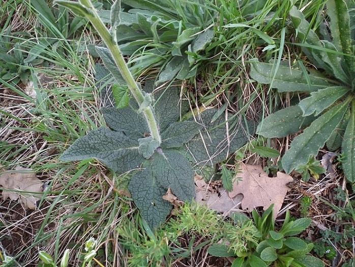 Verbascum phoeniceum / Verbasco porporino